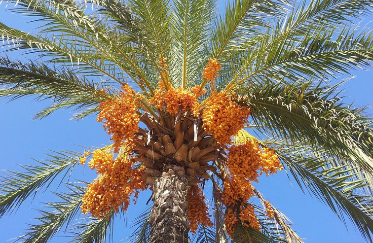 Palmeraie de dattiers en Tunisie