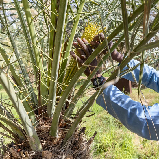 Le processus de pollinisation des dattes