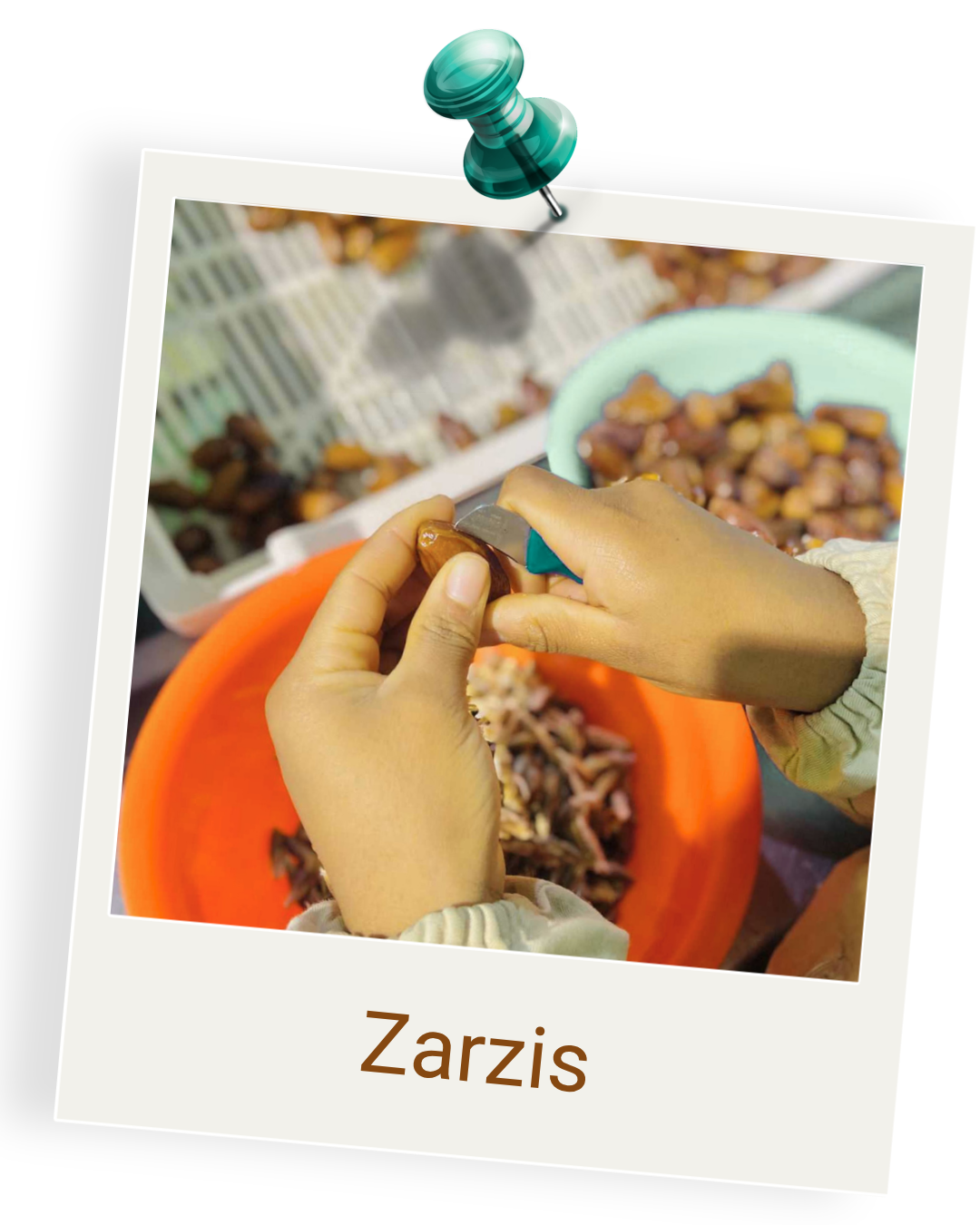 dattes Deglet Nour branchées conditionnement Tunisie yummy'z zarzis
